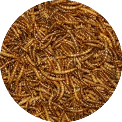 Pond Pro Pond Pro Meelwormen 2,5 Liter Emmer