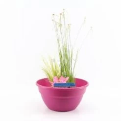 Mini Vijver Kunststof Roze - 2 Stuks