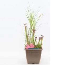 Mini Vijver Vierkant Kunststof Taupe - 2 Stuks